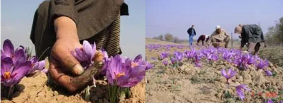 SAFFRON CULTIVATION