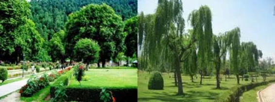 EXCLUSIVE TREES