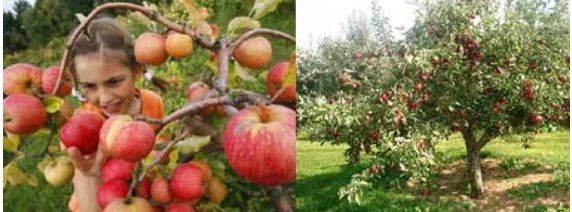 APPLE ORCHARDS AND OTHER FRUIT TREES