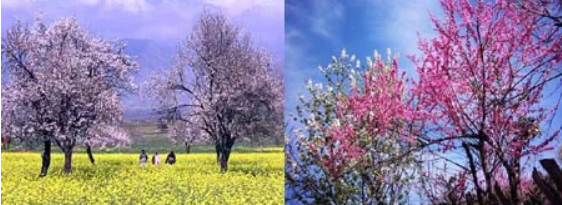 SEASONS OF KASHMIR :     EARLY SPRING