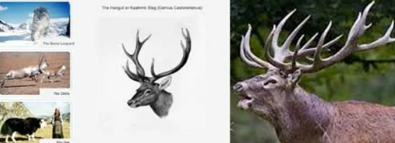 ENDANGERED WILD LIFE IN KASHMIR